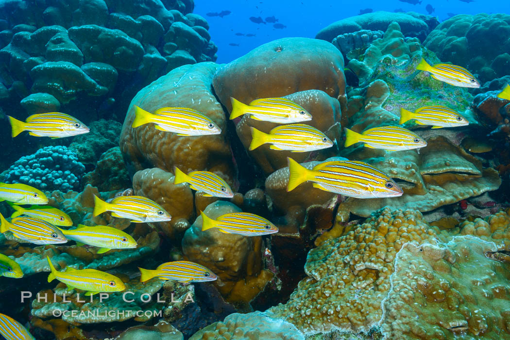 Blue-striped Snapper over coral reef, Lutjanus kasmira, Clipperton Island. France, natural history stock photograph, photo id 33040