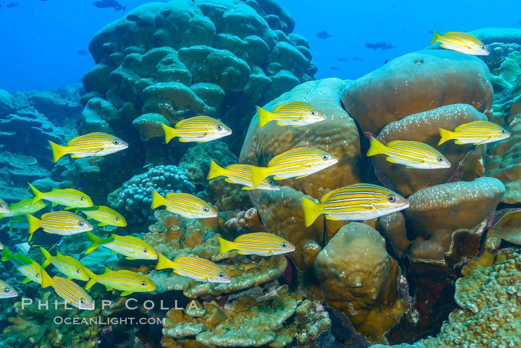 Blue-striped Snapper over coral reef, Lutjanus kasmira, Clipperton Island. France, natural history stock photograph, photo id 33044