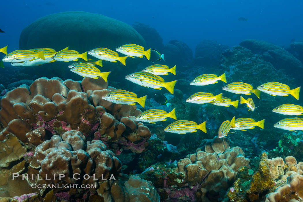 Blue-striped Snapper over coral reef, Lutjanus kasmira, Clipperton Island. France, natural history stock photograph, photo id 32981