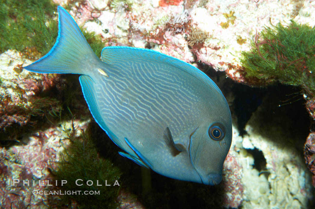 Blue tang., Acanthurus coeruleus, natural history stock photograph, photo id 11776