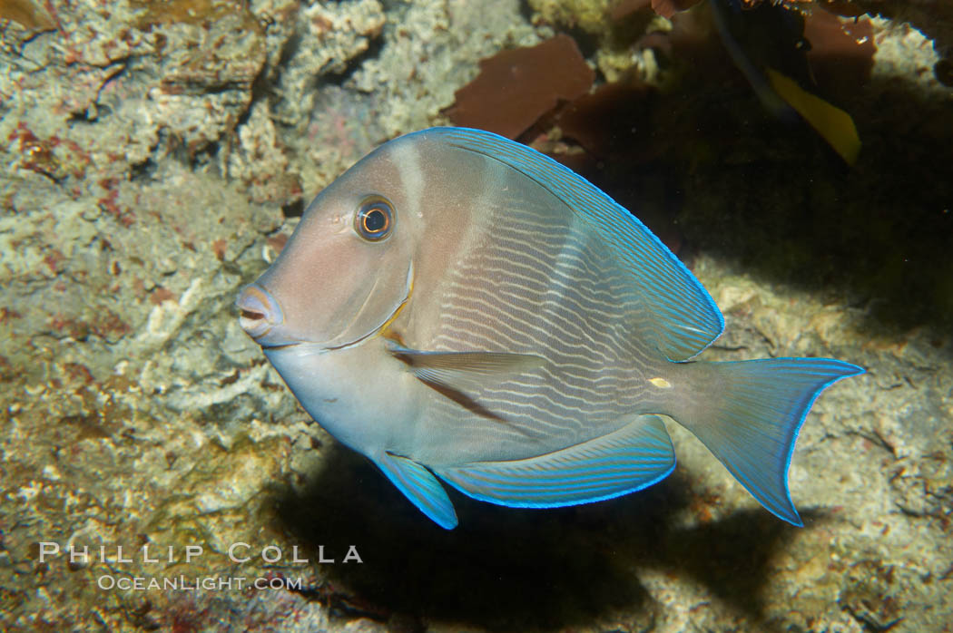 Blue tang, showing remnants of vertical bars characteristic of subadults., Acanthurus coeruleus, natural history stock photograph, photo id 11041