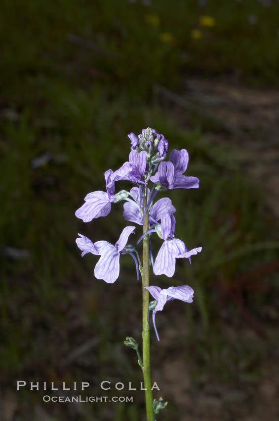 Blue toadflax, Batiquitos Lagoon, Carlsbad. California, USA, Linaria canadensis, natural history stock photograph, photo id 11321