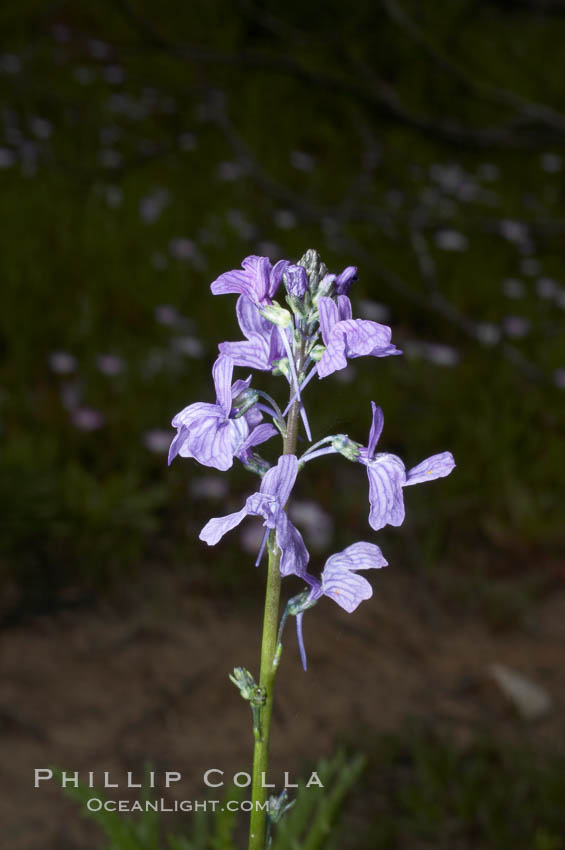 Blue toadflax, Batiquitos Lagoon, Carlsbad. California, USA, Linaria canadensis, natural history stock photograph, photo id 11320