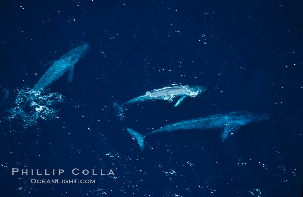 Blue whales: mother/calf pair w/ adult,  Baja California (Mexico)., Balaenoptera musculus, natural history stock photograph, photo id 03370