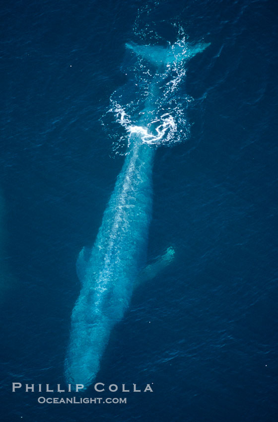 Blue whale, aerial photo, Baja California., Balaenoptera musculus, natural history stock photograph, photo id 05834