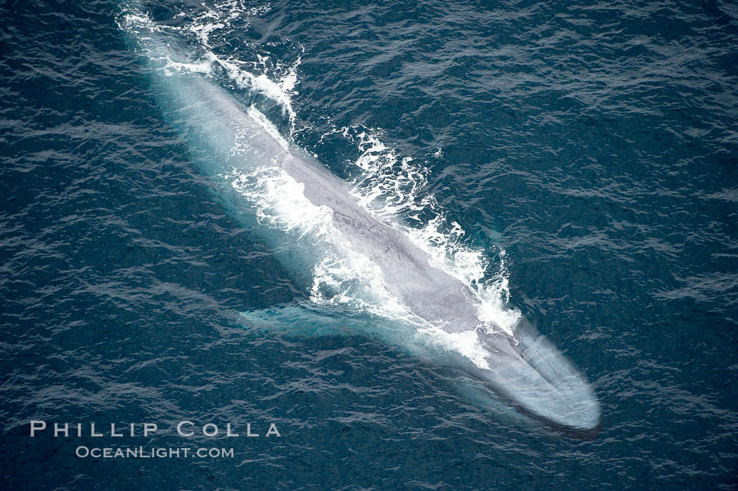 Blue whale, swimming through the open ocean. La Jolla, California, USA, Balaenoptera musculus, natural history stock photograph, photo id 21262