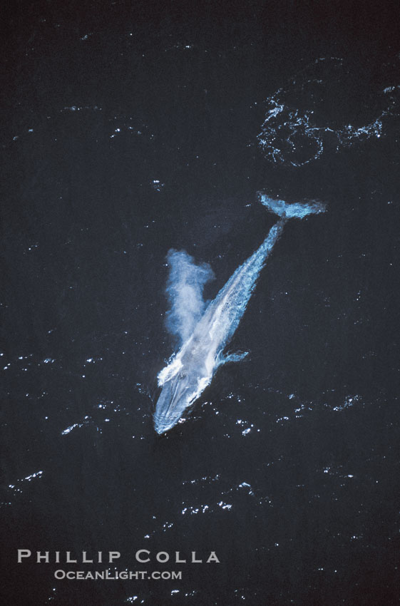 Blue whale surfacing,  Baja California (Mexico)., Balaenoptera musculus, natural history stock photograph, photo id 03372