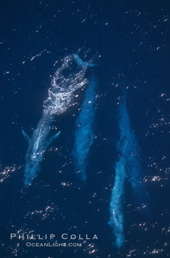 Four blue whales (including calf) socializing,  Baja California (Mexico)., Balaenoptera musculus, natural history stock photograph, photo id 03376