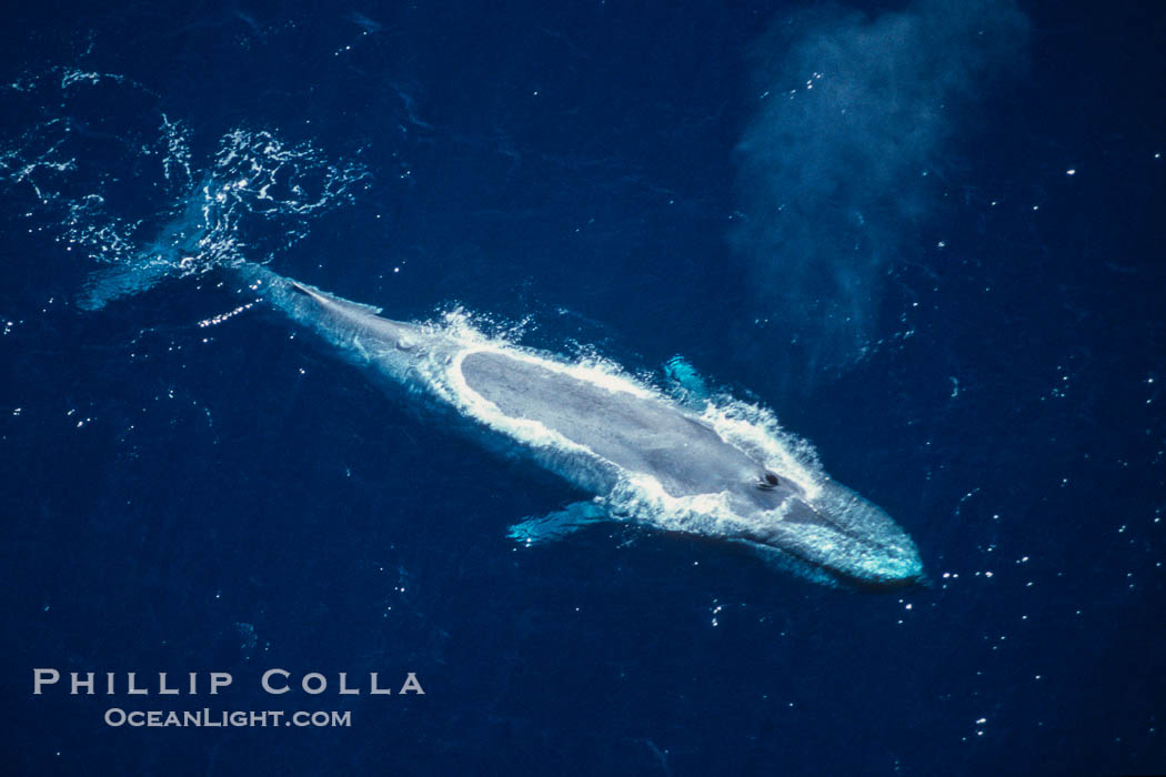 Blue whale, aerial photo, Baja California., Balaenoptera musculus, natural history stock photograph, photo id 05832