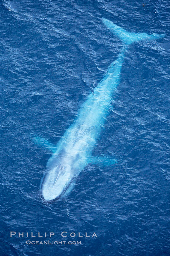 Blue whale.  The entire body of a huge blue whale is seen in this image, illustrating its hydronamic and efficient shape. La Jolla, California, USA, Balaenoptera musculus, natural history stock photograph, photo id 21252