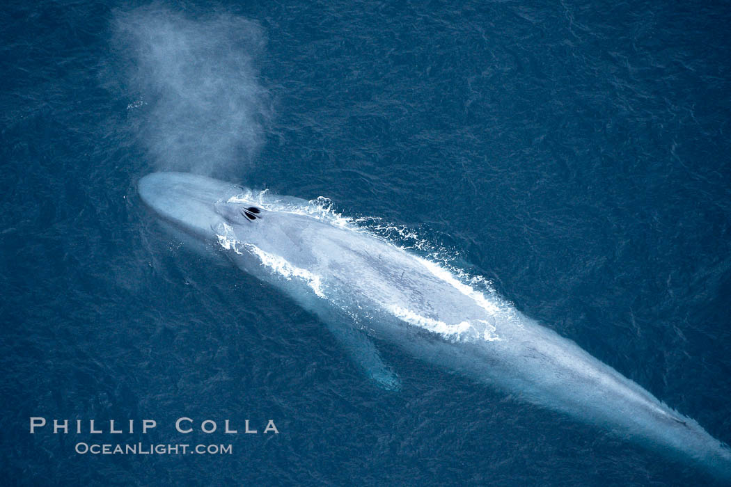 Blue whale, exhaling in a huge blow as it swims at the surface between deep dives.  The blue whale's blow is a combination of water spray from around its blowhole and condensation from its warm breath. La Jolla, California, USA, Balaenoptera musculus, natural history stock photograph, photo id 21256