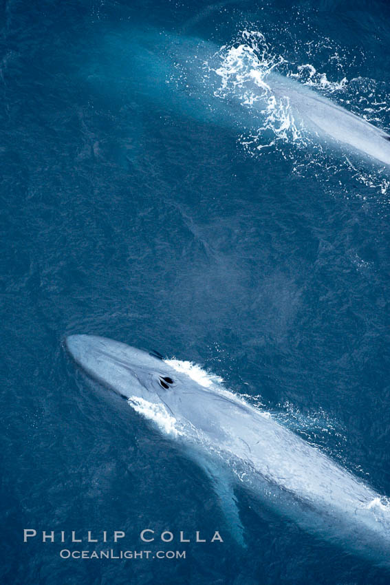 Blue whales, two blue whales swimming alongside one another. La Jolla, California, USA, Balaenoptera musculus, natural history stock photograph, photo id 21264