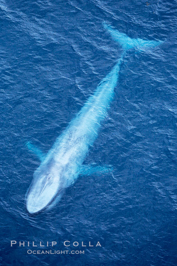 Blue whale.  The entire body of a huge blue whale is seen in this image, illustrating its hydronamic and efficient shape. La Jolla, California, USA, Balaenoptera musculus, natural history stock photograph, photo id 21272