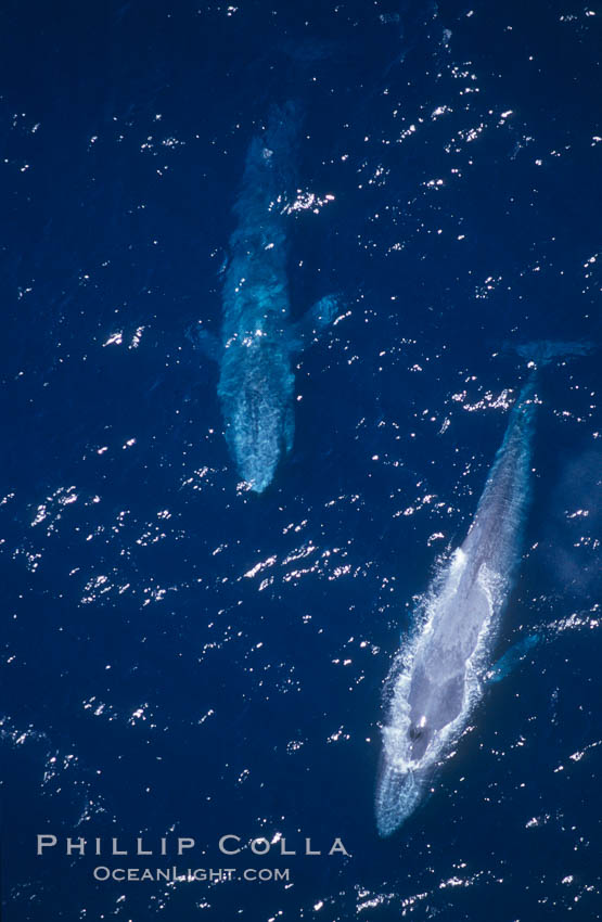 Blue whales surfacing,  Baja California (Mexico)., Balaenoptera musculus, natural history stock photograph, photo id 03367