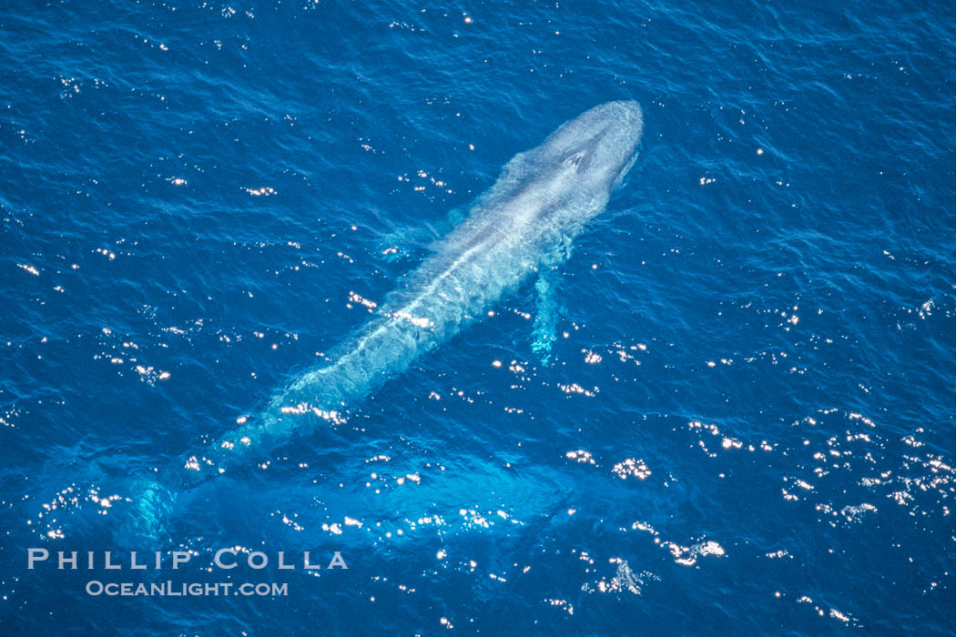 Blue whale surfacing,  Baja California (Mexico)., Balaenoptera musculus, natural history stock photograph, photo id 03371