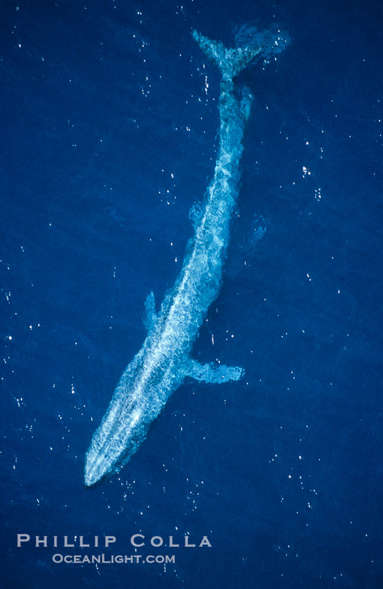 Blue whale swims at the ocean surface in the open ocean, aerial view., Balaenoptera musculus, natural history stock photograph, photo id 05835
