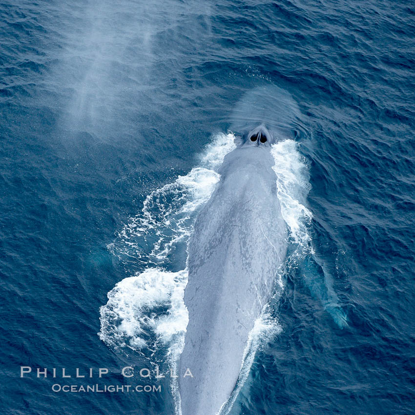 Blue whale, swimming through the open ocean. La Jolla, California, USA, Balaenoptera musculus, natural history stock photograph, photo id 21267