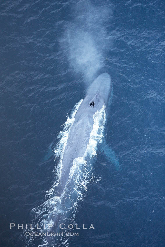 Blue whale, exhaling in a huge blow as it swims at the surface between deep dives.  The blue whale's blow is a combination of water spray from around its blowhole and condensation from its warm breath. La Jolla, California, USA, Balaenoptera musculus, natural history stock photograph, photo id 21271