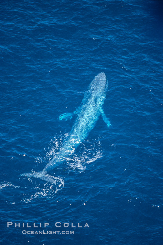 Blue whale surfacing,  Baja California (Mexico)., Balaenoptera musculus, natural history stock photograph, photo id 03373