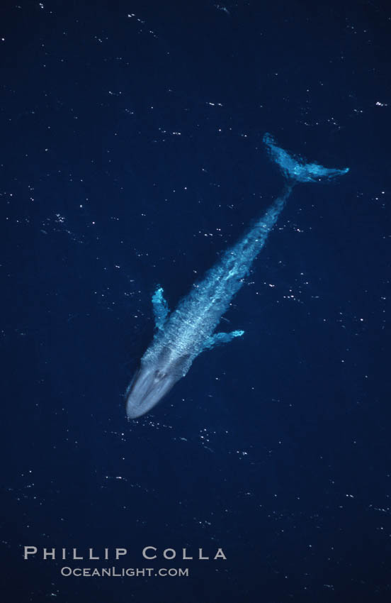 Blue whale, aerial photo, Baja California., Balaenoptera musculus, natural history stock photograph, photo id 05833