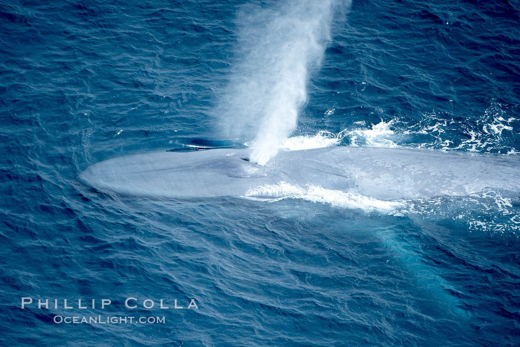 Blue whale, exhaling in a huge blow as it swims at the surface between deep dives.  The blue whale's blow is a combination of water spray from around its blowhole and condensation from its warm breath. La Jolla, California, USA, Balaenoptera musculus, natural history stock photograph, photo id 21265