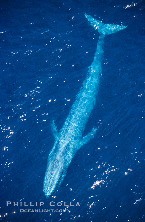 Blue whale., Balaenoptera musculus, natural history stock photograph, photo id 02166