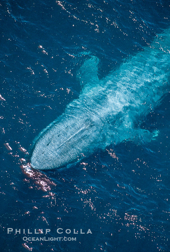 Blue whale rostrum., Balaenoptera musculus, natural history stock photograph, photo id 02174