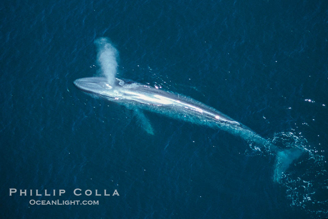 Blue whale., Balaenoptera musculus, natural history stock photograph, photo id 02214