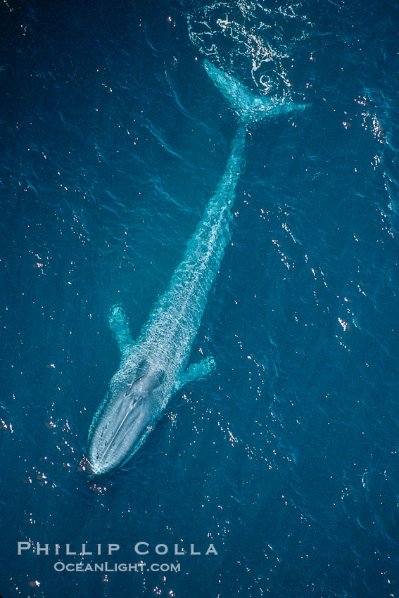 Blue whale., Balaenoptera musculus, natural history stock photograph, photo id 02164