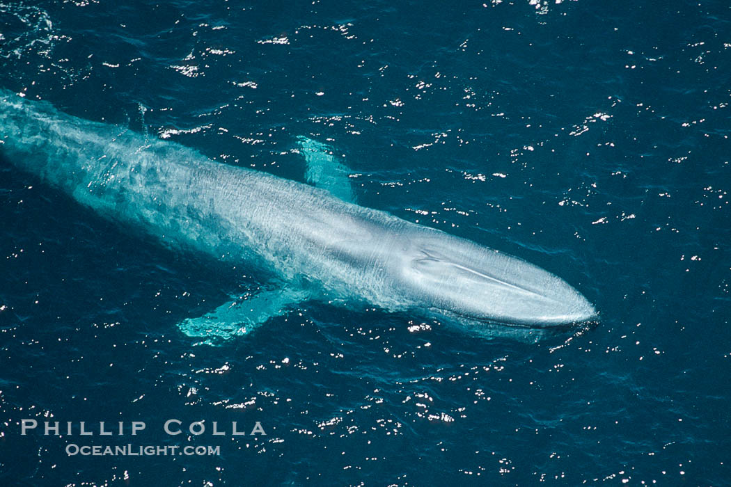 Blue whale., Balaenoptera musculus, natural history stock photograph, photo id 02184