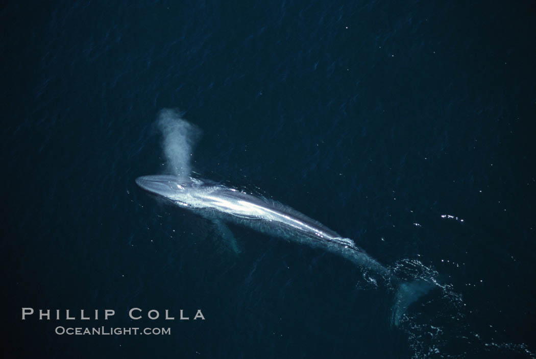 Blue whale., Balaenoptera musculus, natural history stock photograph, photo id 02188