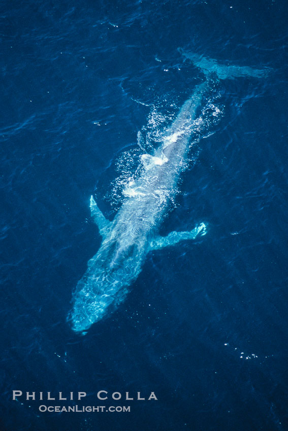 Blue whale., Balaenoptera musculus, natural history stock photograph, photo id 02192
