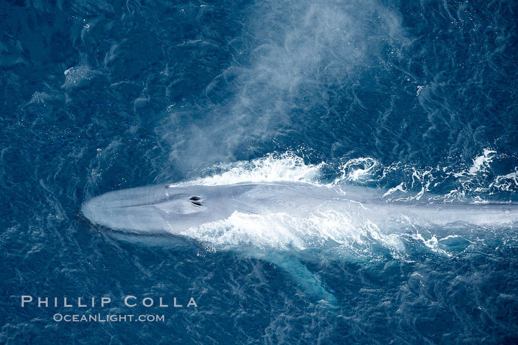 Blue whale, exhaling in a huge blow as it swims at the surface between deep dives.  The blue whale's blow is a combination of water spray from around its blowhole and condensation from its warm breath. La Jolla, California, USA, Balaenoptera musculus, natural history stock photograph, photo id 21278