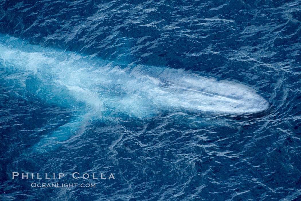 Blue whale. The sleek hydrodynamic shape of the enormous blue whale allows it to swim swiftly through the ocean, at times over one hundred miles in a single day. La Jolla, California, USA, Balaenoptera musculus, natural history stock photograph, photo id 21286