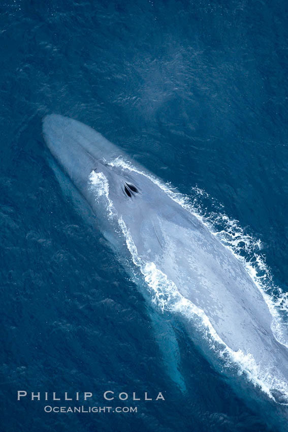 Blue whale, exhaling in a huge blow as it swims at the surface between deep dives.  The blue whale's blow is a combination of water spray from around its blowhole and condensation from its warm breath. La Jolla, California, USA, Balaenoptera musculus, natural history stock photograph, photo id 21290