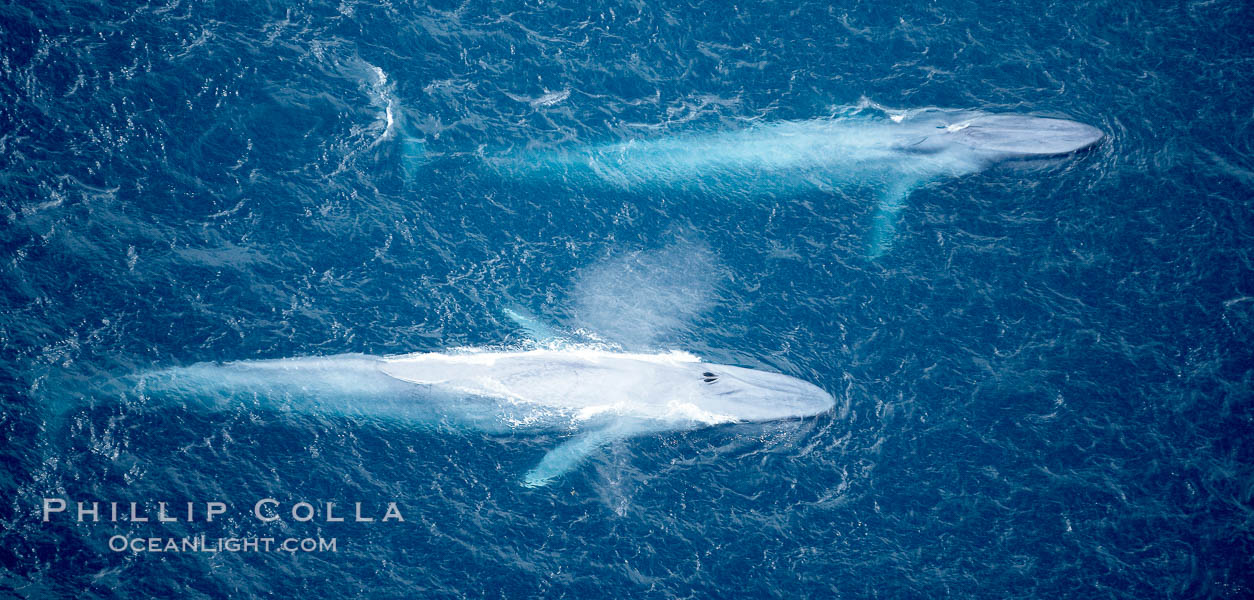 Blue whales, two blue whales swimming alongside one another. La Jolla, California, USA, Balaenoptera musculus, natural history stock photograph, photo id 21294