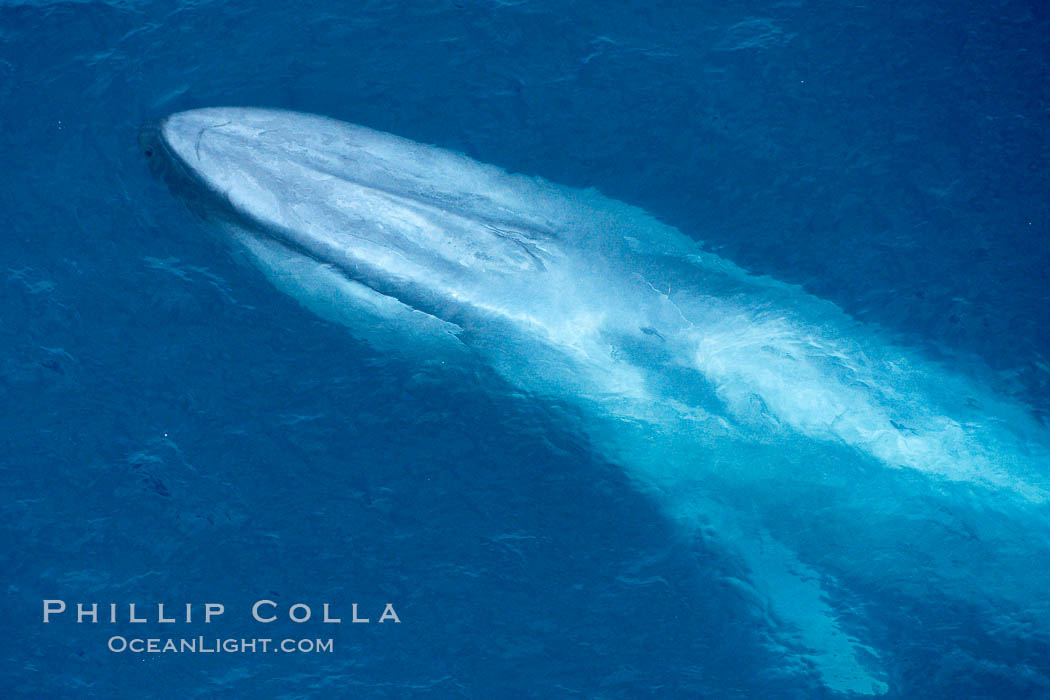 Blue whale. The sleek hydrodynamic shape of the enormous blue whale allows it to swim swiftly through the ocean, at times over one hundred miles in a single day. La Jolla, California, USA, Balaenoptera musculus, natural history stock photograph, photo id 21298