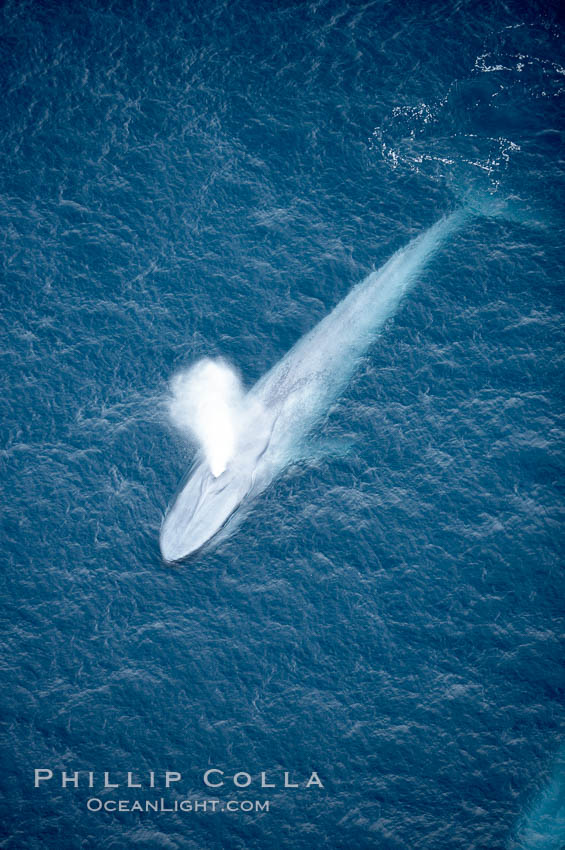 Image 21306, Blue whale.  The entire body of a huge blue whale is seen in this image, illustrating its hydronamic and efficient shape. La Jolla, California, USA, Balaenoptera musculus, Phillip Colla, all rights reserved worldwide. Keywords: above, aerial, aerial photo, animal, animalia, balaenoptera, balaenoptera musculus, balaenopteridae, baleine bleue, ballena azul, big, blue, blue rorqual, blue whale, blue whale aerial, body, california, cetacea, cetacean, chordata, creature, endangered, endangered threatened species, enormous, great blue whale, great northern rorqual, huge, hydrodynamic, la jolla, large, mammal, mammalia, marine, marine mammal, musculus, mysticete, mysticeti, nature, ocean, over, pacific, pacific ocean, rorqual, rorqual bleu, san diego, sea, shape, sibbald's rorqual, sulphur bottom whale, threatened, torpedo, usa, vertebrata, vertebrate, whale, wild, wildlife.