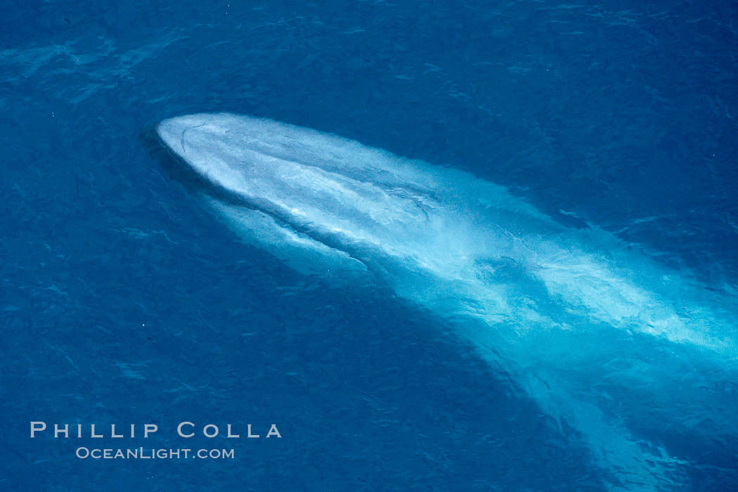 Blue whale. The sleek hydrodynamic shape of the enormous blue whale allows it to swim swiftly through the ocean, at times over one hundred miles in a single day. La Jolla, California, USA, Balaenoptera musculus, natural history stock photograph, photo id 21310
