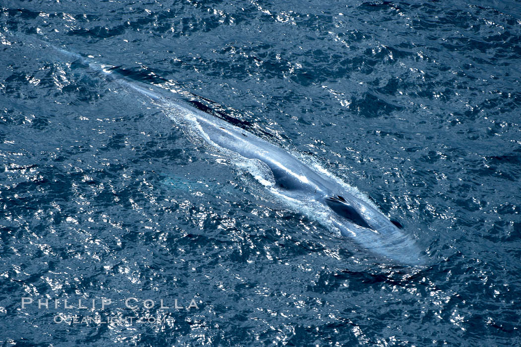 Blue whale, swimming through the open ocean. La Jolla, California, USA, Balaenoptera musculus, natural history stock photograph, photo id 21314