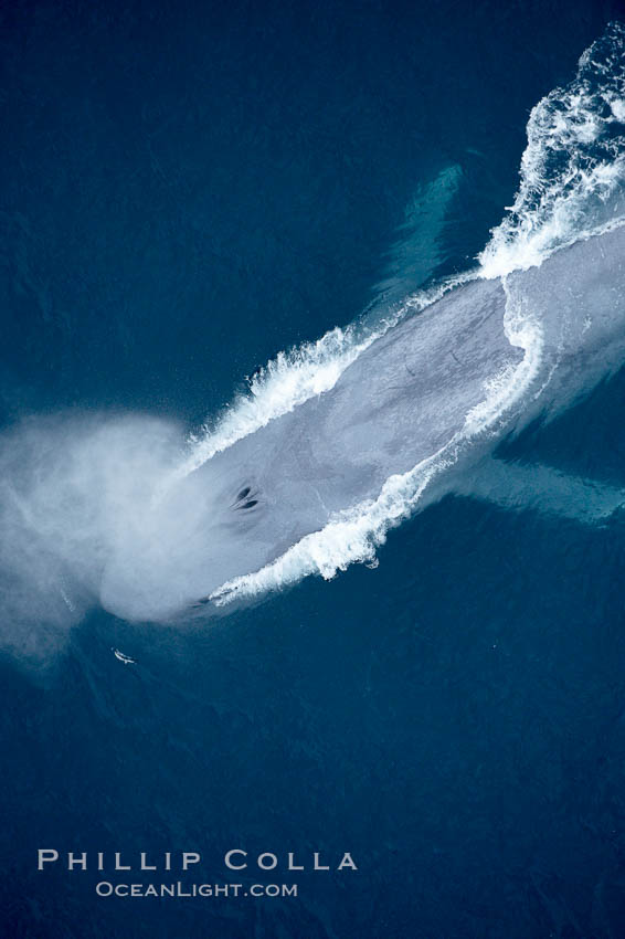 Blue whale, exhaling in a huge blow as it swims at the surface between deep dives.  The blue whale's blow is a combination of water spray from around its blowhole and condensation from its warm breath. La Jolla, California, USA, Balaenoptera musculus, natural history stock photograph, photo id 21288