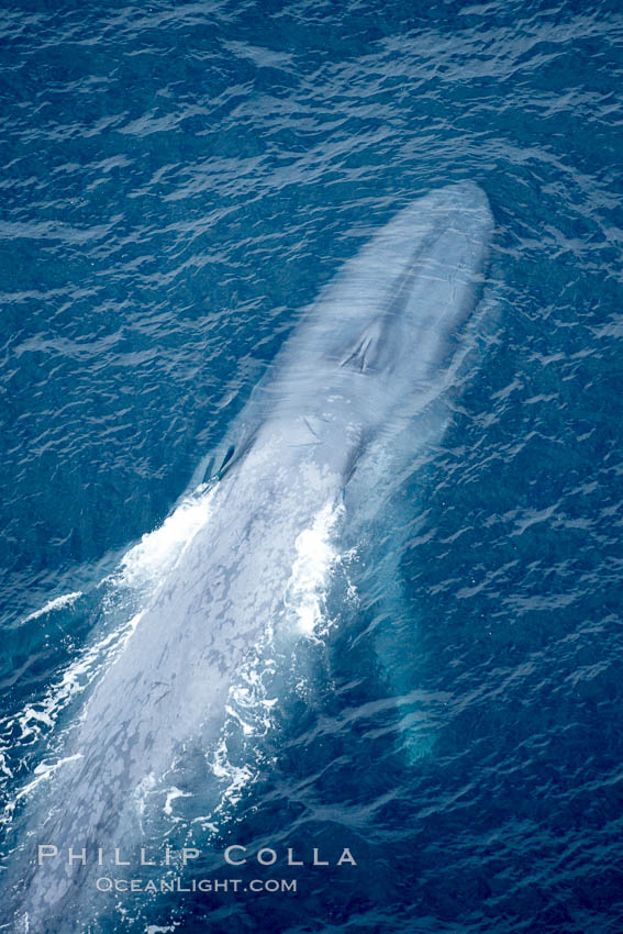 Blue whale. The sleek hydrodynamic shape of the enormous blue whale allows it to swim swiftly through the ocean, at times over one hundred miles in a single day. La Jolla, California, USA, Balaenoptera musculus, natural history stock photograph, photo id 21296