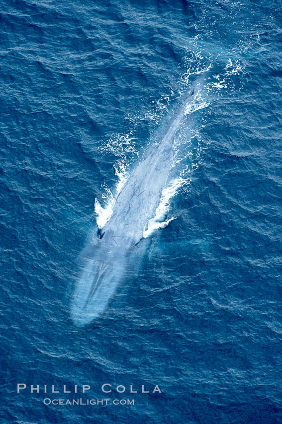 Blue whale.  The entire body of a huge blue whale is seen in this image, illustrating its hydronamic and efficient shape. La Jolla, California, USA, Balaenoptera musculus, natural history stock photograph, photo id 21300