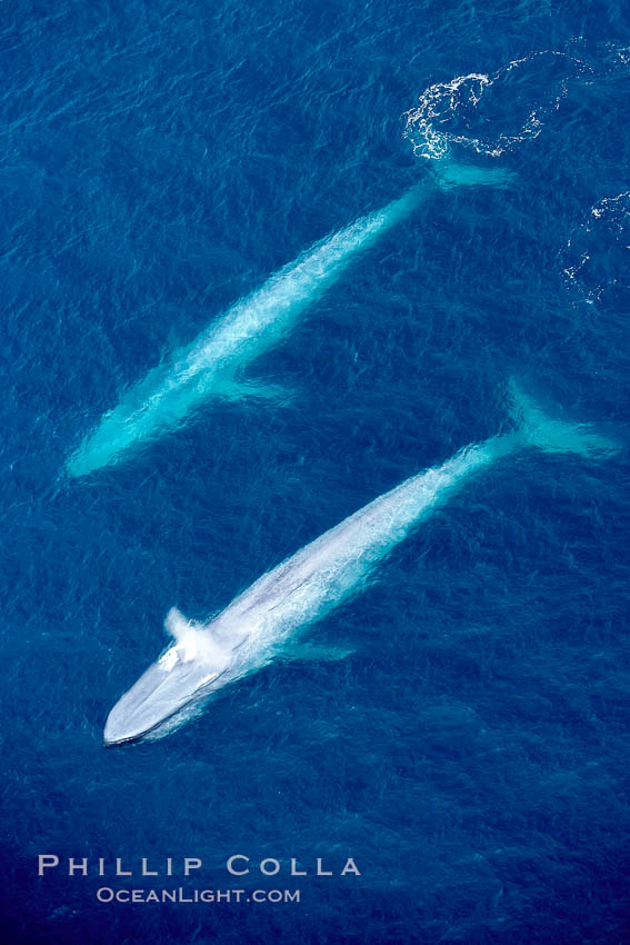 Blue whales, two blue whales swimming alongside one another. La Jolla, California, USA, Balaenoptera musculus, natural history stock photograph, photo id 21308