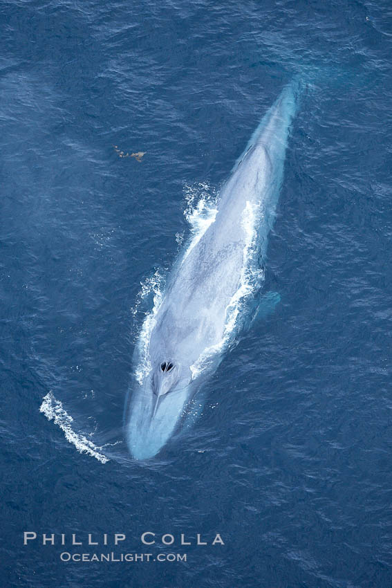Blue whale.  The entire body of a huge blue whale is seen in this image, illustrating its hydronamic and efficient shape. La Jolla, California, USA, Balaenoptera musculus, natural history stock photograph, photo id 21312