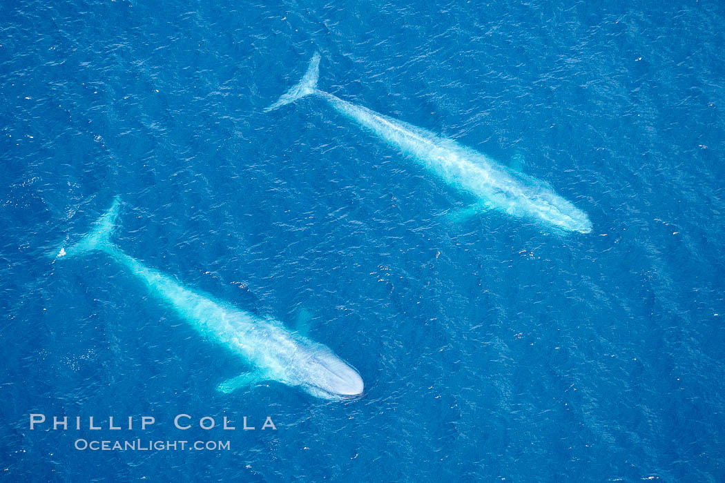 Blue whales, two blue whales swimming alongside one another. La Jolla, California, USA, Balaenoptera musculus, natural history stock photograph, photo id 21275