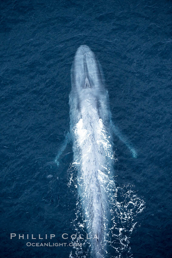 Blue whale, swimming through the open ocean. La Jolla, California, USA, Balaenoptera musculus, natural history stock photograph, photo id 21279