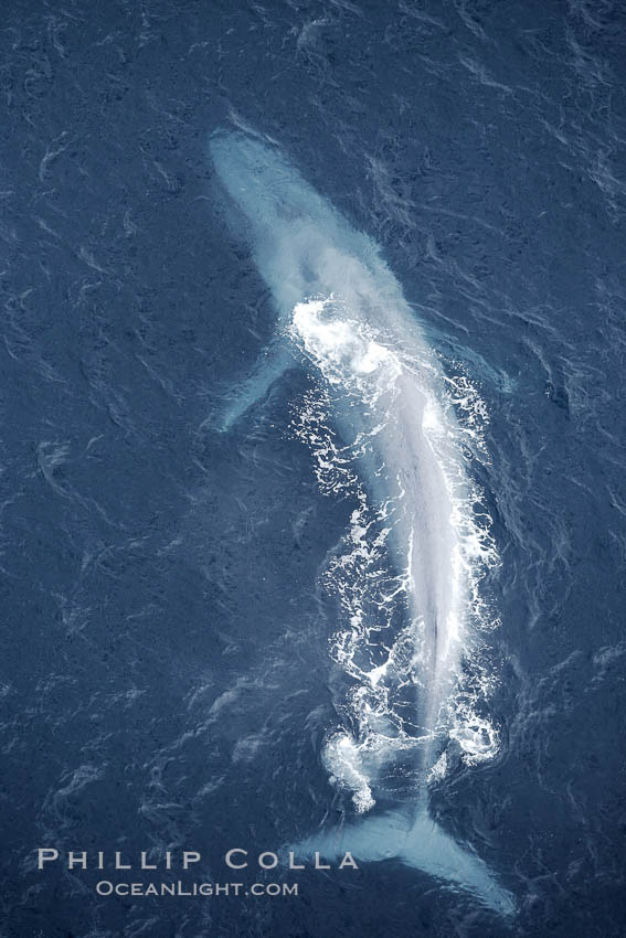 Blue whale.  The entire body of a huge blue whale is seen in this image, illustrating its hydronamic and efficient shape. La Jolla, California, USA, Balaenoptera musculus, natural history stock photograph, photo id 21283