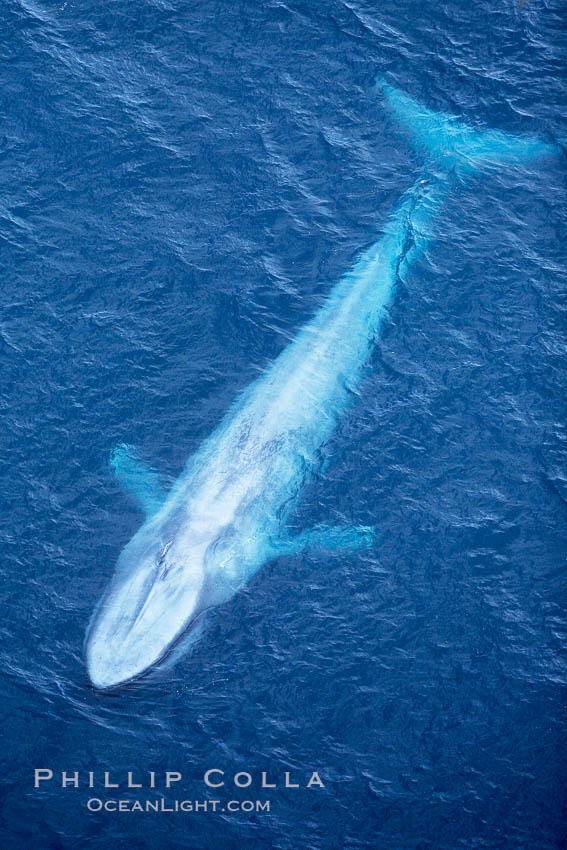 Blue whale.  The entire body of a huge blue whale is seen in this image, illustrating its hydronamic and efficient shape. La Jolla, California, USA, Balaenoptera musculus, natural history stock photograph, photo id 21291