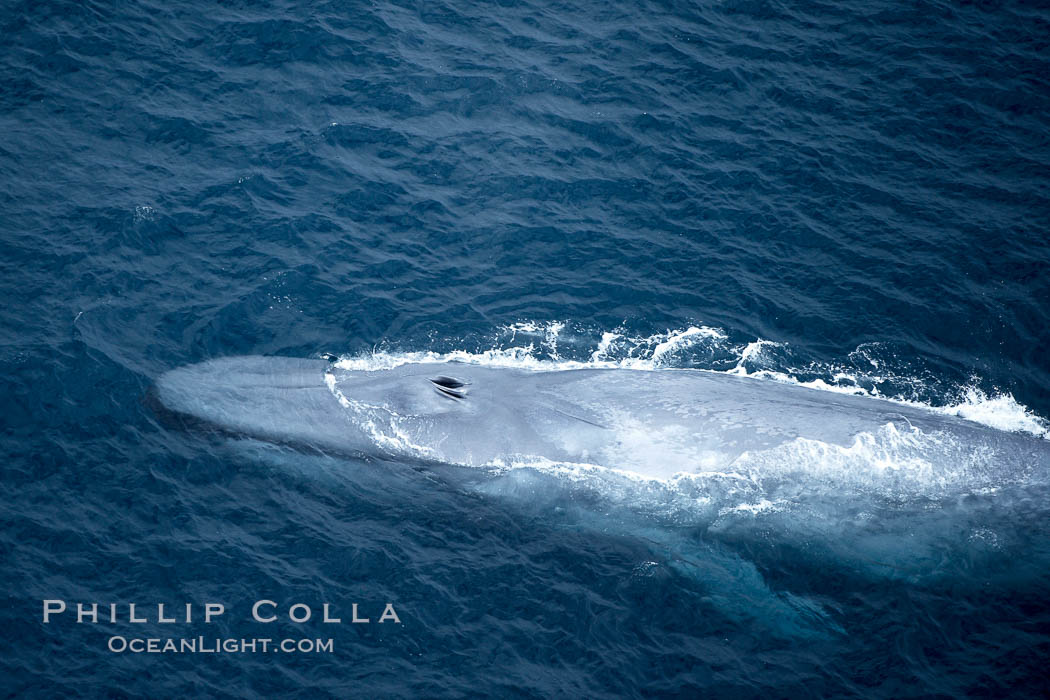Blue whale, swimming through the open ocean. La Jolla, California, USA, Balaenoptera musculus, natural history stock photograph, photo id 21295